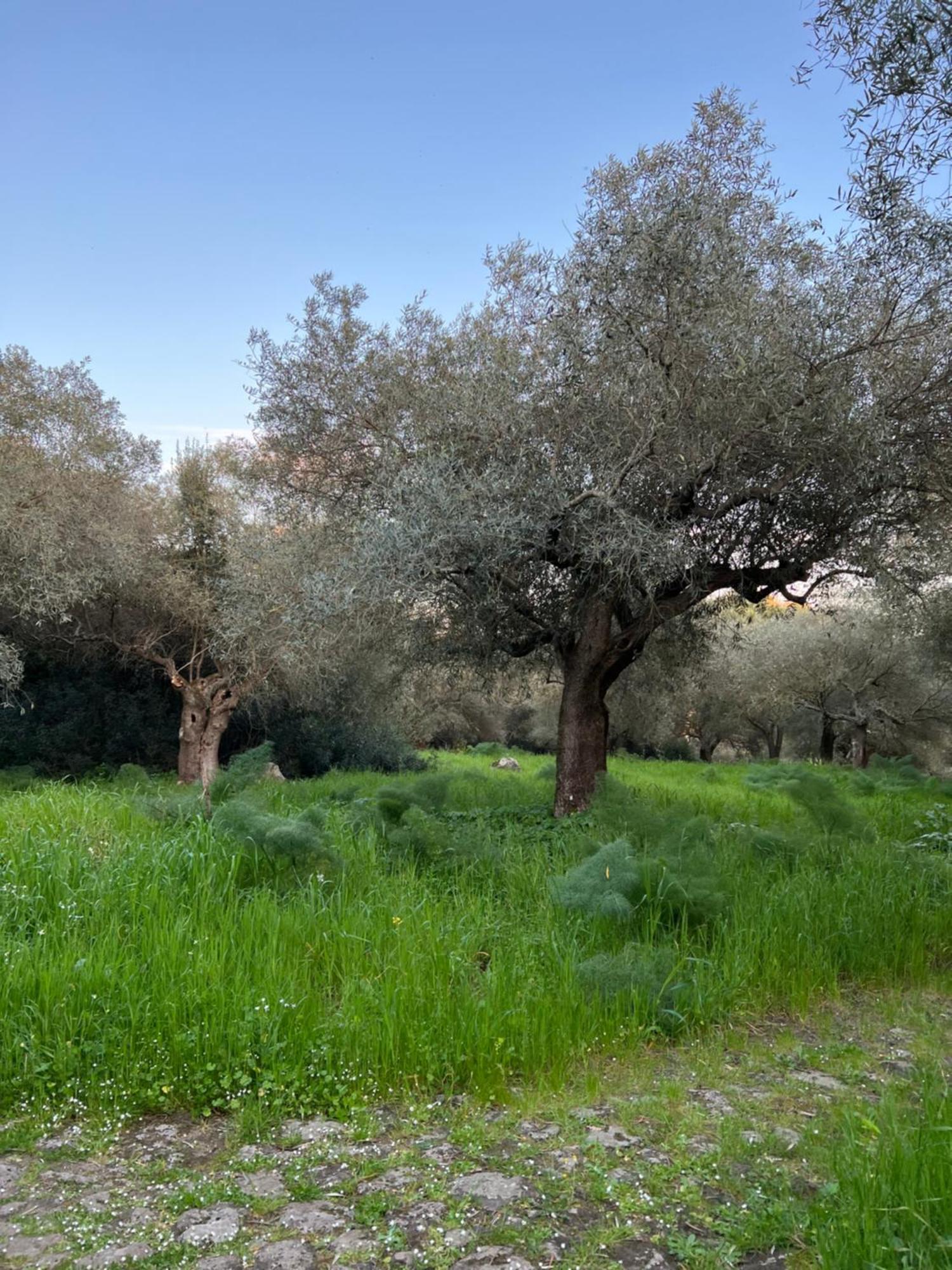 Muristene Pozzo Santa Cristina Paulilatino Dış mekan fotoğraf