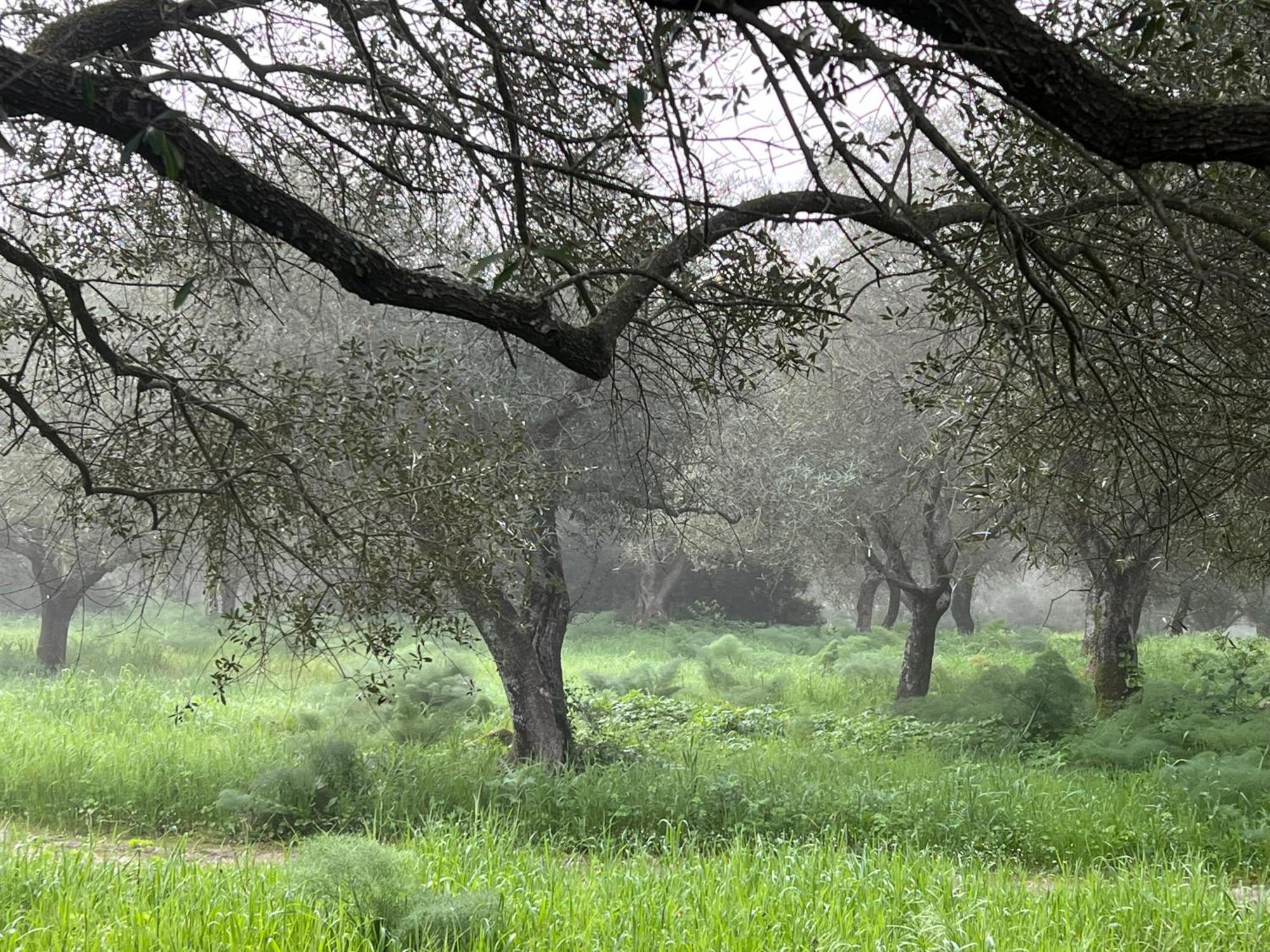 Muristene Pozzo Santa Cristina Paulilatino Dış mekan fotoğraf